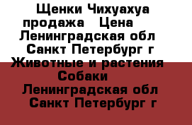 Щенки Чихуахуа продажа › Цена ­ - - Ленинградская обл., Санкт-Петербург г. Животные и растения » Собаки   . Ленинградская обл.,Санкт-Петербург г.